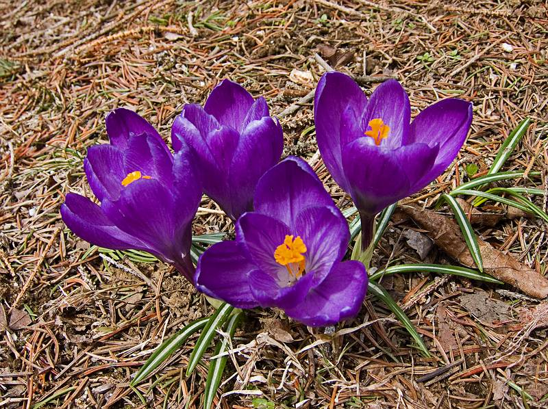 Spring seems finally to have arrived.<br />Crocuses have been up for about a week.<br />April 6, 2011 - Merrimac, Massachusetts.