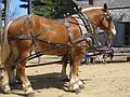 A clydsdale draft horse.<br />April 18, 2011 - Old Sturbridge Village, Sturbridge, Massachusetts.