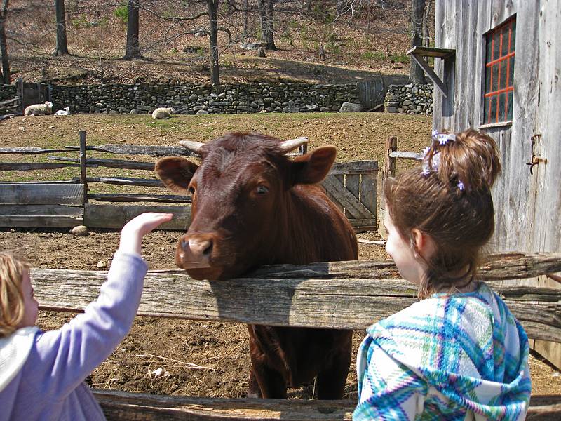 Miranda waiting to pet the cow.<br />April 18, 2011 - Old Sturbridge Village, Sturbridge, Massachusetts.
