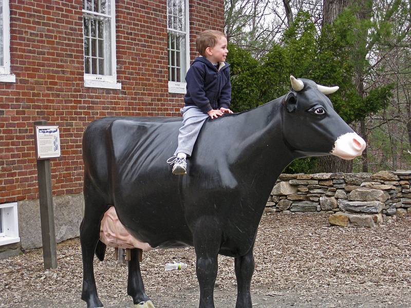 Matthew on a cow.<br />April 18, 2011 - Old Sturbridge Village, Sturbridge, Massachusetts.