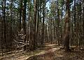 April 27, 2011 - Maudslay State Park, Newburyport, Massachusetts.