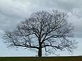 April 27, 2011 - Maudslay State Park, Newburyport, Massachusetts.