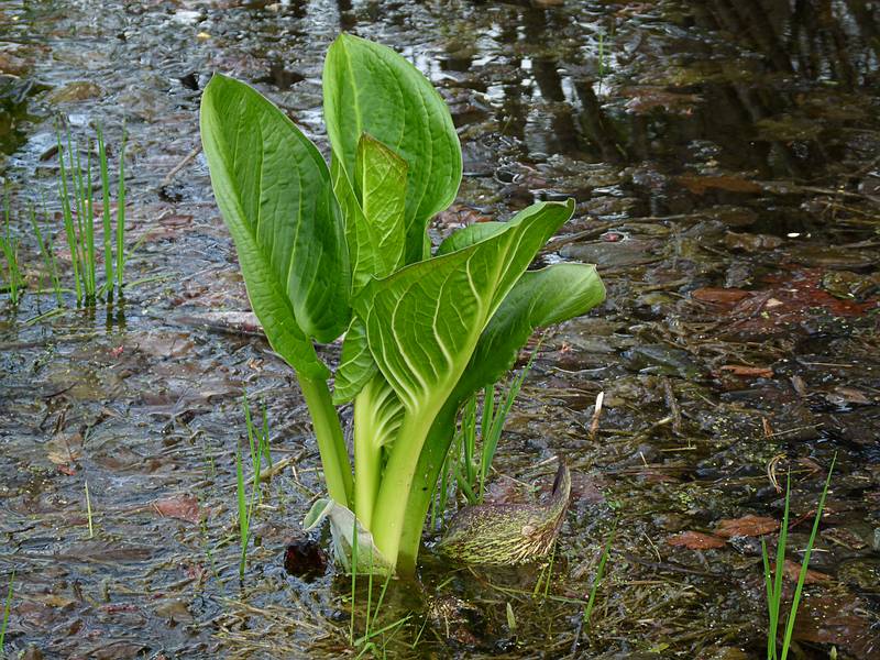 Skunk cabbage.<br />April 27, 2011 - Maudslay State Park, Newburyport, Massachusetts.