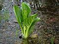 Skunk cabbage.<br />April 27, 2011 - Maudslay State Park, Newburyport, Massachusetts.