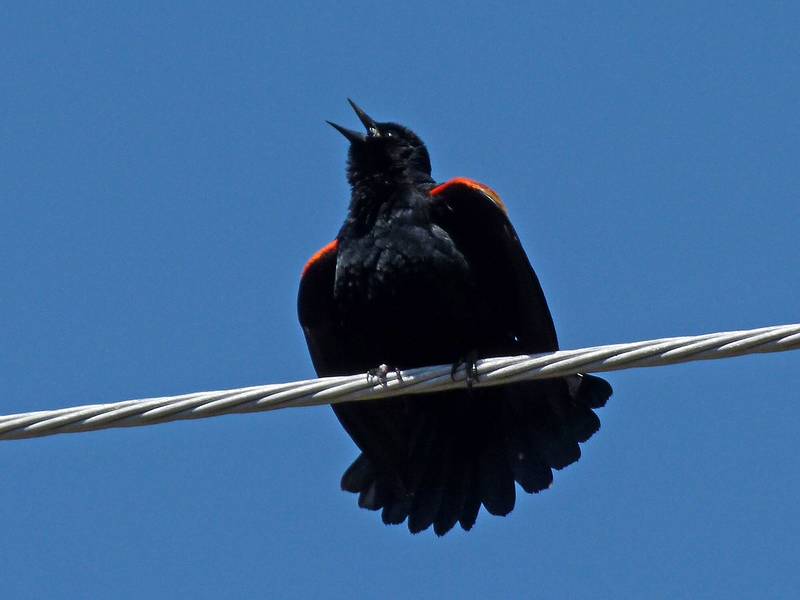 Red winged blackbird.<br />Along our usual two mile walk.<br />April 29, 2011 - Merrimac, Massachusetts.