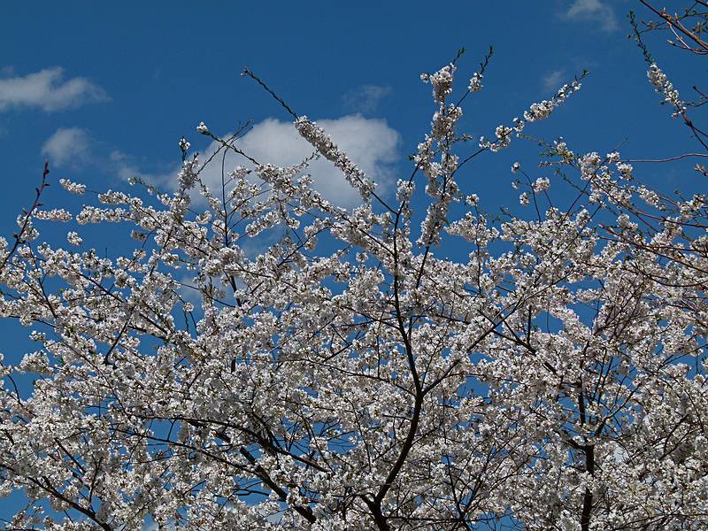 Along our usual two mile walk.<br />April 29, 2011 - Merrimac, Massachusetts.