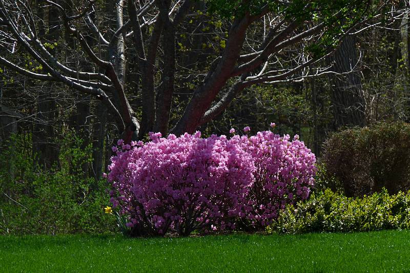 Along our usual two mile walk.<br />April 29, 2011 - Merrimac, Massachusetts.