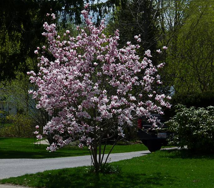 Along our usual two mile walk.<br />April 29, 2011 - Merrimac, Massachusetts.