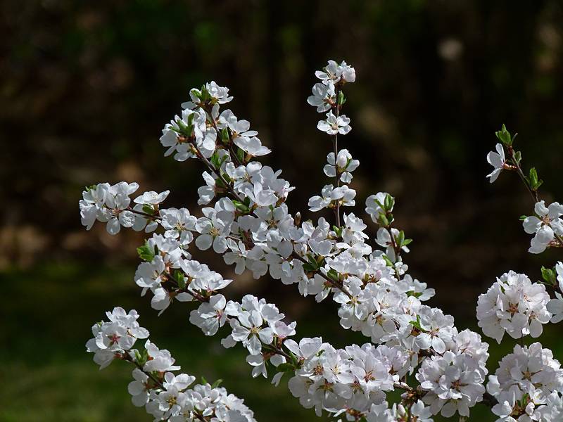 Along our usual two mile walk.<br />April 29, 2011 - Merrimac, Massachusetts.