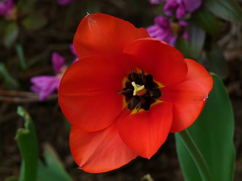 Tulip by front steps.<br />Spring seems to have finally arrived in our garden.<br />April 29, 2011 - Merrimac, Massachusetts.