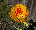 Tulip.<br />May 1, 2011 - At Marie's in Lawrence, Massachusetts.