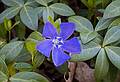 Flowers in our back yard.<br />May 2, 2011 - Merrimac, Massachusetts.