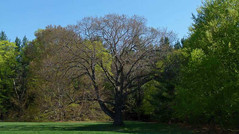May 2, 2011 - Maudslay State Park, Newburyport, Massachusetts.
