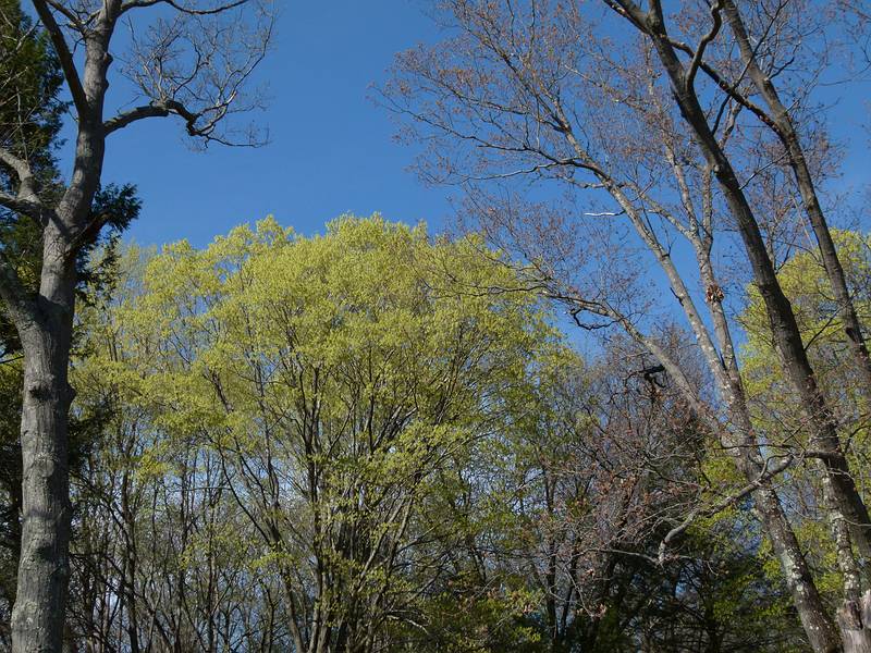 May 2, 2011 - Maudslay State Park, Newburyport, Massachusetts.