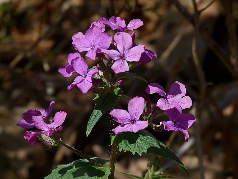 May 2, 2011 - Maudslay State Park, Newburyport, Massachusetts.