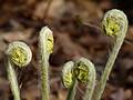 Ferns or fiddleheads.<br />May 2, 2011 - Maudslay State Park, Newburyport, Massachusetts.