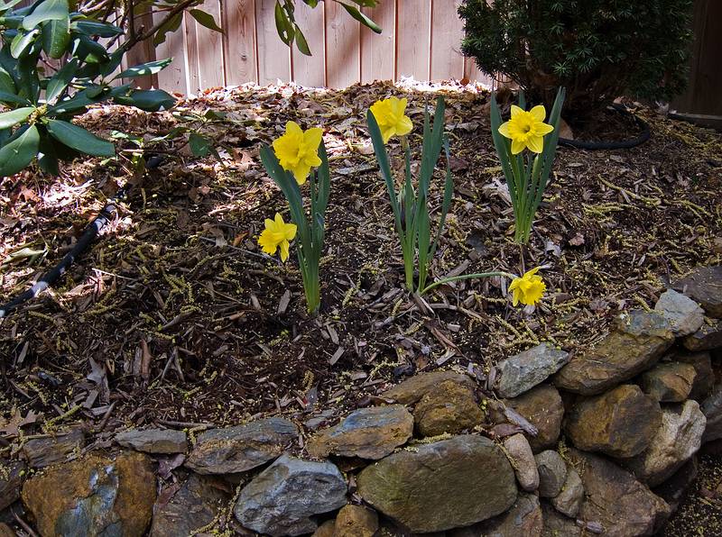 Daffodils in our garden.<br />Mothers Day, Paul's birthday, and our 27th anniversary dinner.<br />May 8, 2011 - Merrimac, Massachusetts.