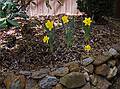 Daffodils in our garden.<br />Mothers Day, Paul's birthday, and our 27th anniversary dinner.<br />May 8, 2011 - Merrimac, Massachusetts.
