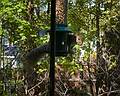 I just installed the bird feeder and we were betting on weather<br />a squirrel or a bird would discover it first. Here is the first visitor.<br />However, the weight of the squirrel closes the openings, thus it walked away empty handed.<br />Mothers Day, Paul's birthday, and our 27th anniversary dinner.<br />May 8, 2011 - Merrimac, Massachusetts.