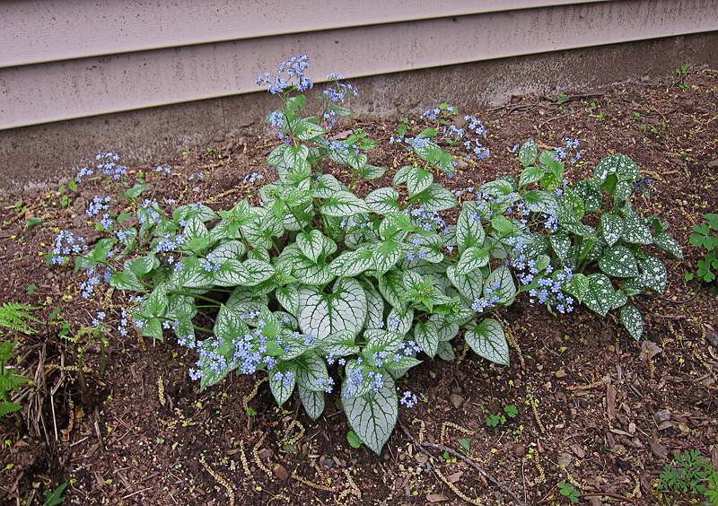 More flowers in our back yard.<br />May 10, 2011 - Merrimac, Massachusetts.
