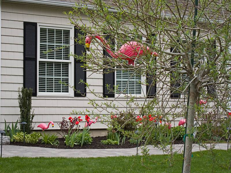 Flamingo in a tree?<br />May 10, 2011 - Merrimac, Massachusetts.