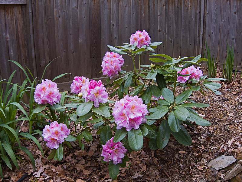 Rhododendron in our back yard.<br />May 14, 2011 - Merrimac, Massachusetts.