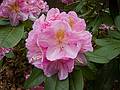 Rhododendron in our back yard.<br />May 14, 2011 - Merrimac, Massachusetts.