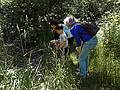 Gujn, Marks, and Joyce looking for something.<br />June 15, 2011 - Maudslay State Park, Newburyport, Massachusetts.