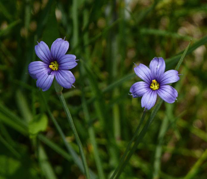 June 15, 2011 - Maudslay State Park, Newburyport, Massachusetts.
