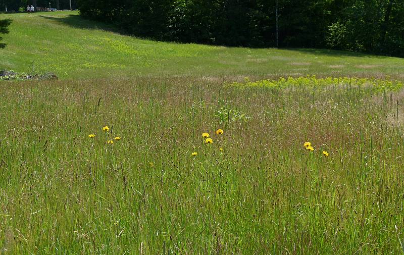 June 15, 2011 - Maudslay State Park, Newburyport, Massachusetts.