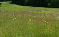 June 15, 2011 - Maudslay State Park, Newburyport, Massachusetts.