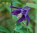 A columbine.<br />June 15, 2011 - Maudslay State Park, Newburyport, Massachusetts.