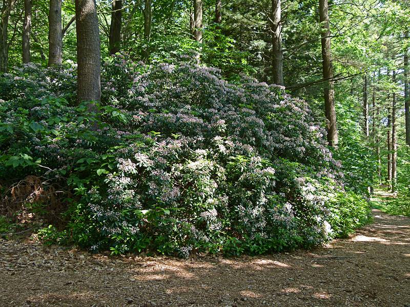 Mountain laurel in bloom.<br />June 15, 2011 - Maudslay State Park, Newburyport, Massachusetts.