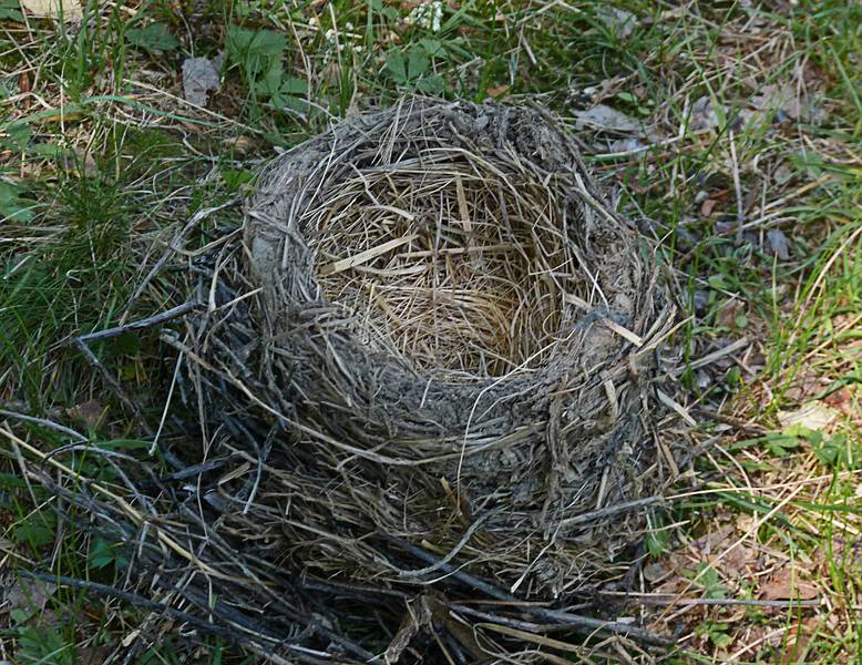 A bird's nest that fell out of a tree.<br />June 15, 2011 - Maudslay State Park, Newburyport, Massachusetts.