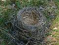 A bird's nest that fell out of a tree.<br />June 15, 2011 - Maudslay State Park, Newburyport, Massachusetts.