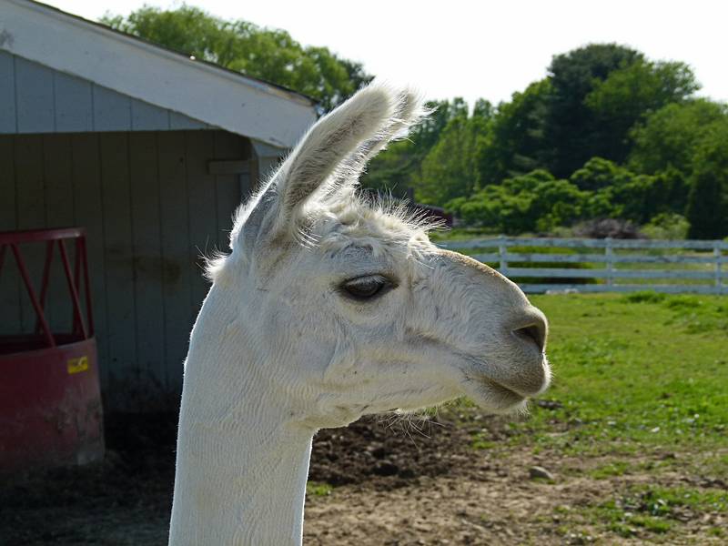 A llama.<br />June 15, 2011 - Tendercroft Farm, Newbury, Massachusetts.
