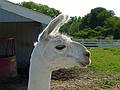 A llama.<br />June 15, 2011 - Tendercroft Farm, Newbury, Massachusetts.