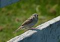 Sparrow.<br />June 15, 2011 - Tendercroft Farm, Newbury, Massachusetts.