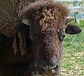 Buffalo.<br />June 15, 2011 - Tendercroft Farm, Newbury, Massachusetts.