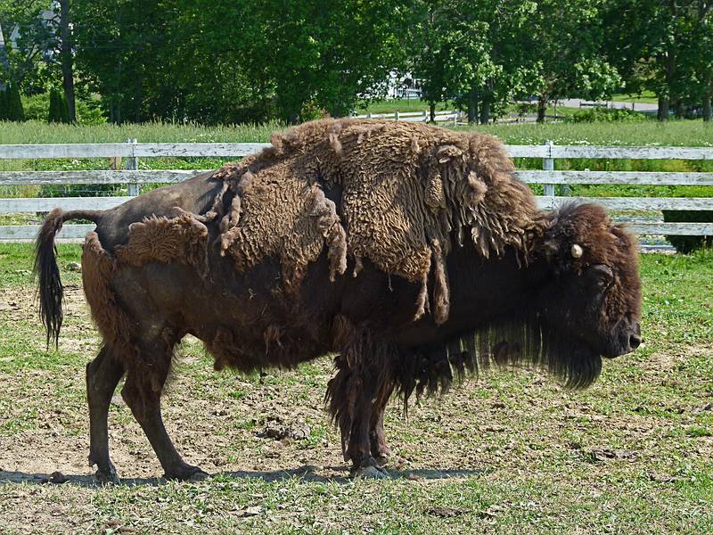 Buffalo.<br />June 15, 2011 - Tendercroft Farm, Newbury, Massachusetts.