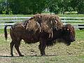 Buffalo.<br />June 15, 2011 - Tendercroft Farm, Newbury, Massachusetts.