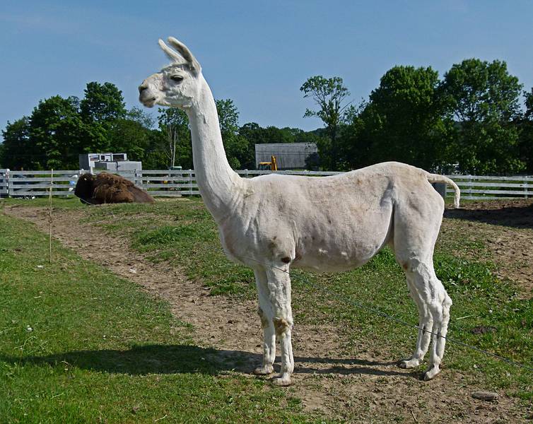 A shorn llama.<br />June 15, 2011 - Tendercroft Farm, Newbury, Massachusetts.