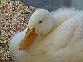 A duck.<br />June 15, 2011 - Tendercroft Farm, Newbury, Massachusetts.