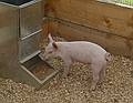 A piglet.<br />June 15, 2011 - Tendercroft Farm, Newbury, Massachusetts.
