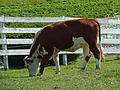 A cow.<br />June 15, 2011 - Tendercroft Farm, Newbury, Massachusetts.