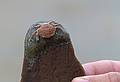 "Look what I found".<br />June 17, 2011 - Sandy Point State Reservation, Plum Island, Massachusetts.