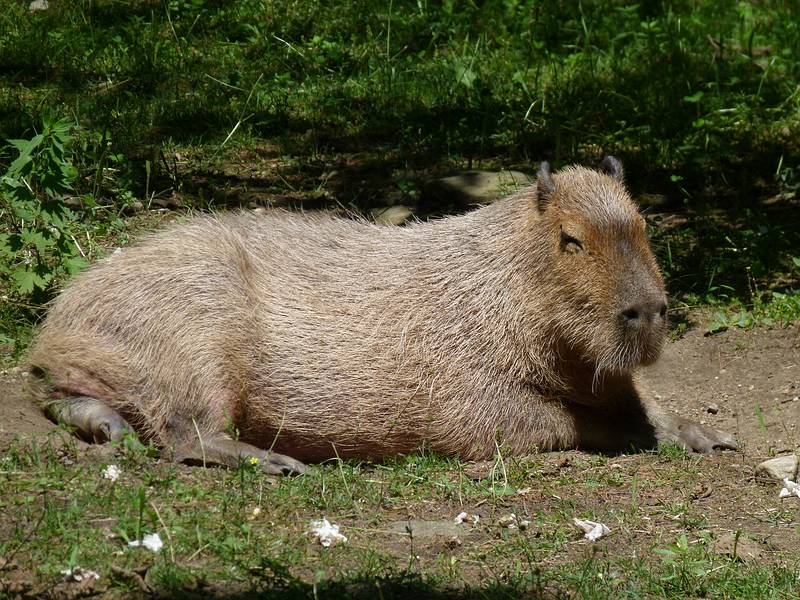 A capybara, the largest living rodent in the world.<br />June 18, 2011 - Southwick Zoo, Mendon, Massachusetts.