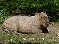 A capybara, the largest living rodent in the world.<br />June 18, 2011 - Southwick Zoo, Mendon, Massachusetts.