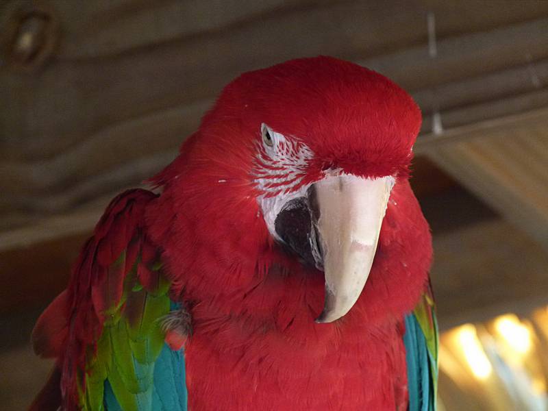 A green winged macaw.<br />June 18, 2011 - Southwick Zoo, Mendon, Massachusetts.