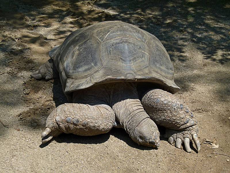An Aldabra giant turtoise from the Aldabra Atoll in the Seychelles.<br />June 18, 2011 - Southwick Zoo, Mendon, Massachusetts.